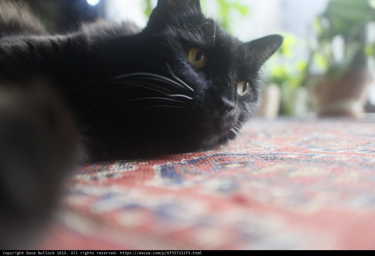 Relaxing Black Cat on a Cozy Rug