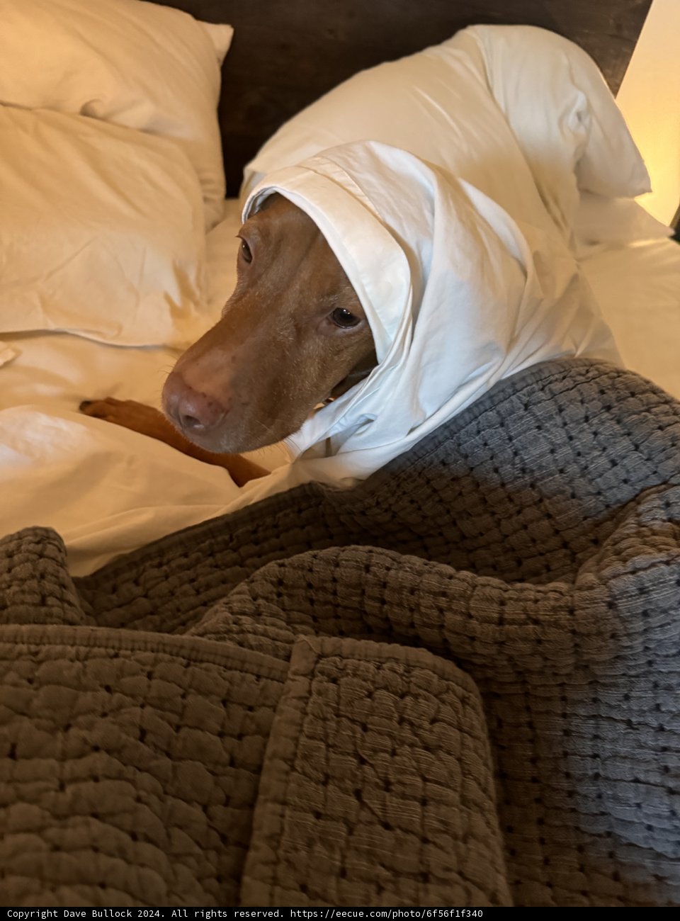 A Cozy Afternoon Nap