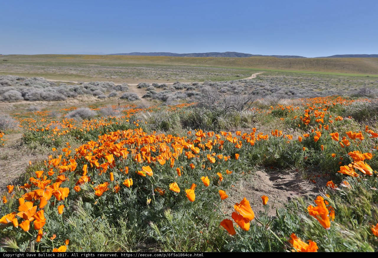 Poppies in the Mojave