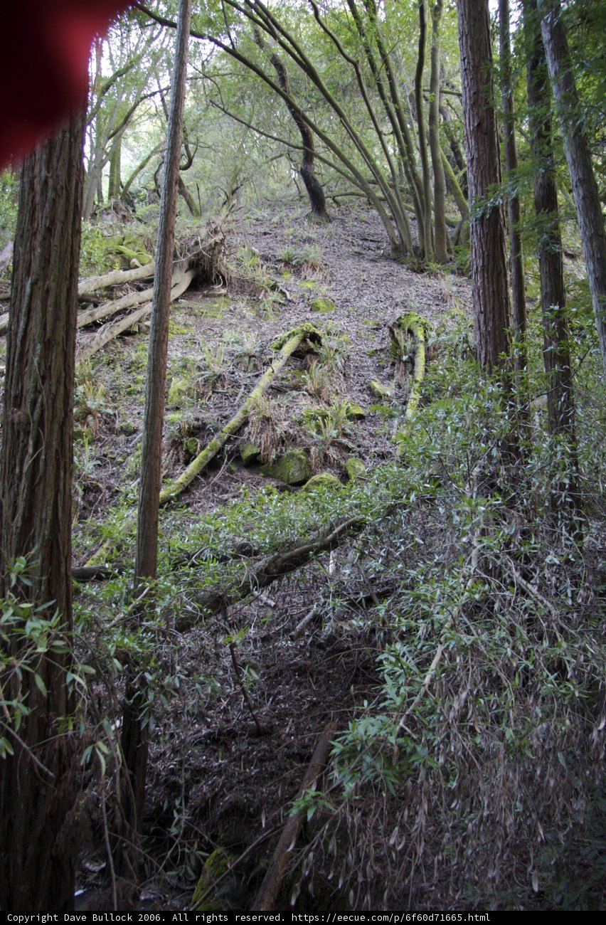 The Majestic Redwood Forest