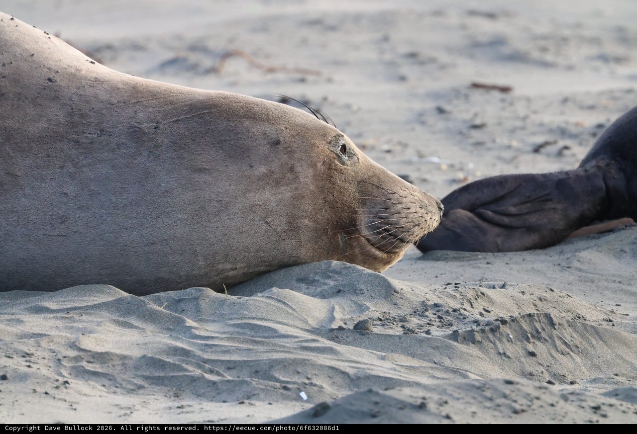 Elephant Seal Resting on Sandy Beach at Drakes