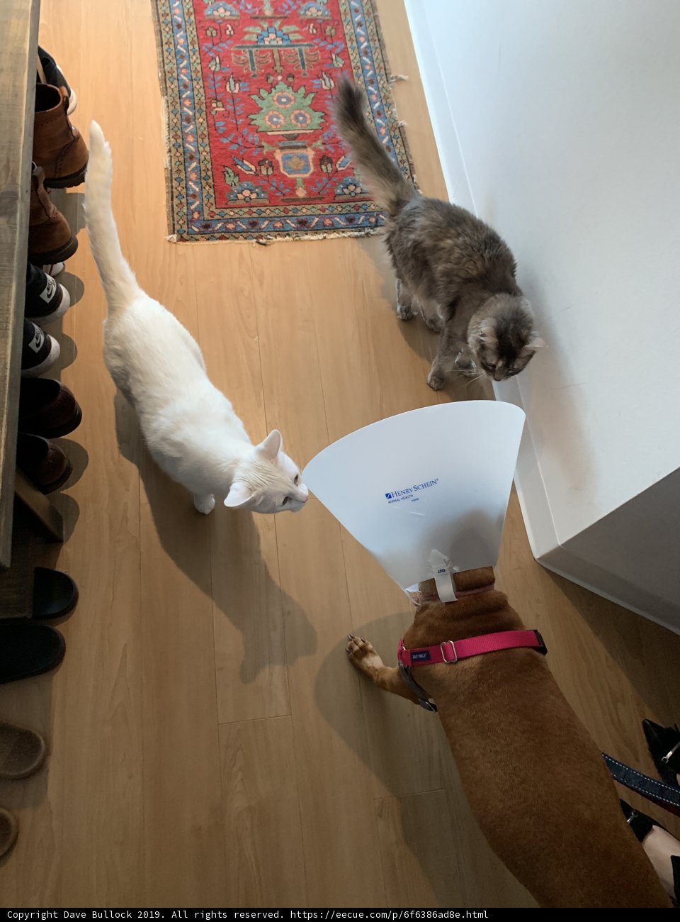 Furry Friends on the Hardwood Floor
