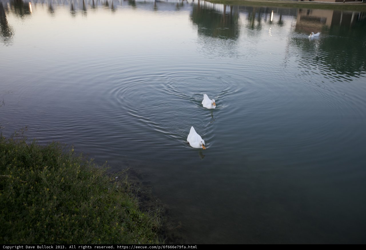 Majestic Swans on a Ripple Lake