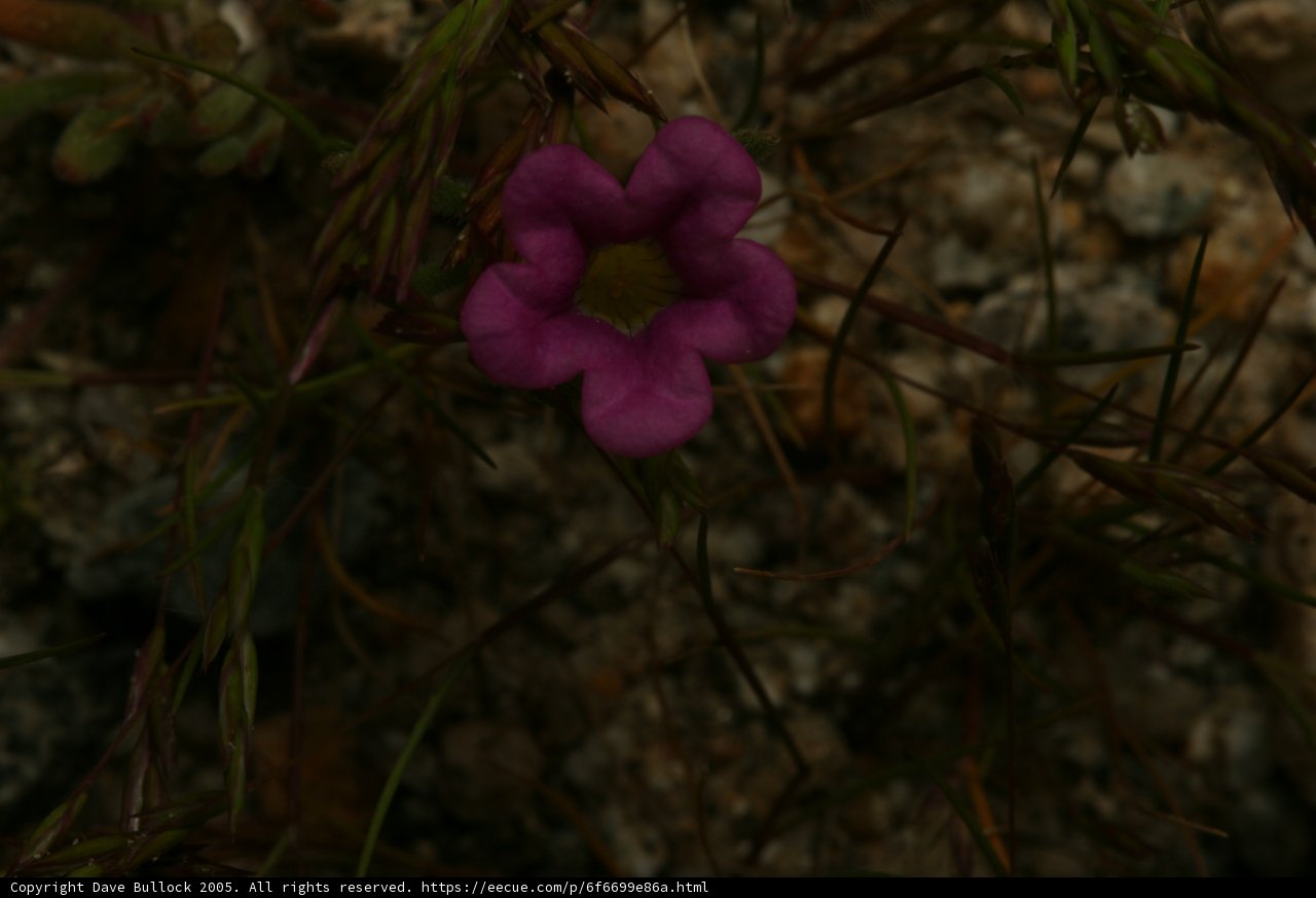 Solitary Beauty