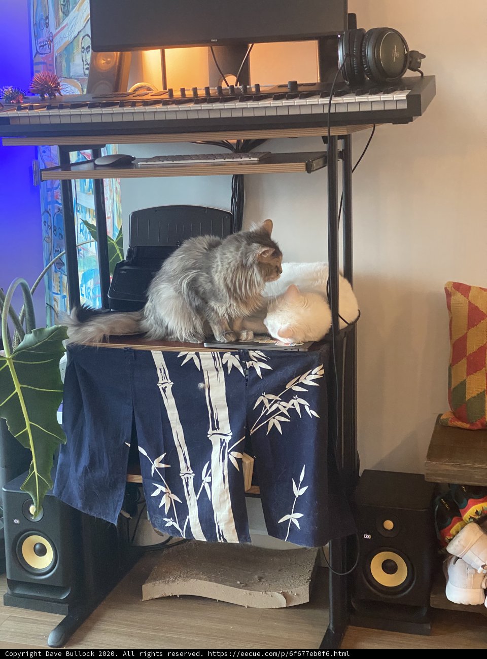 The Music-Loving Feline