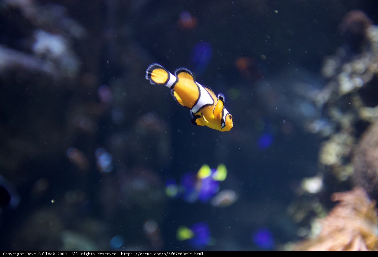 Underwater Adventures