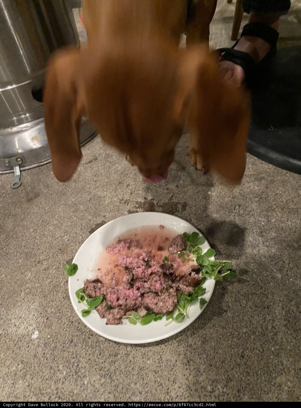 Canine Cuisine