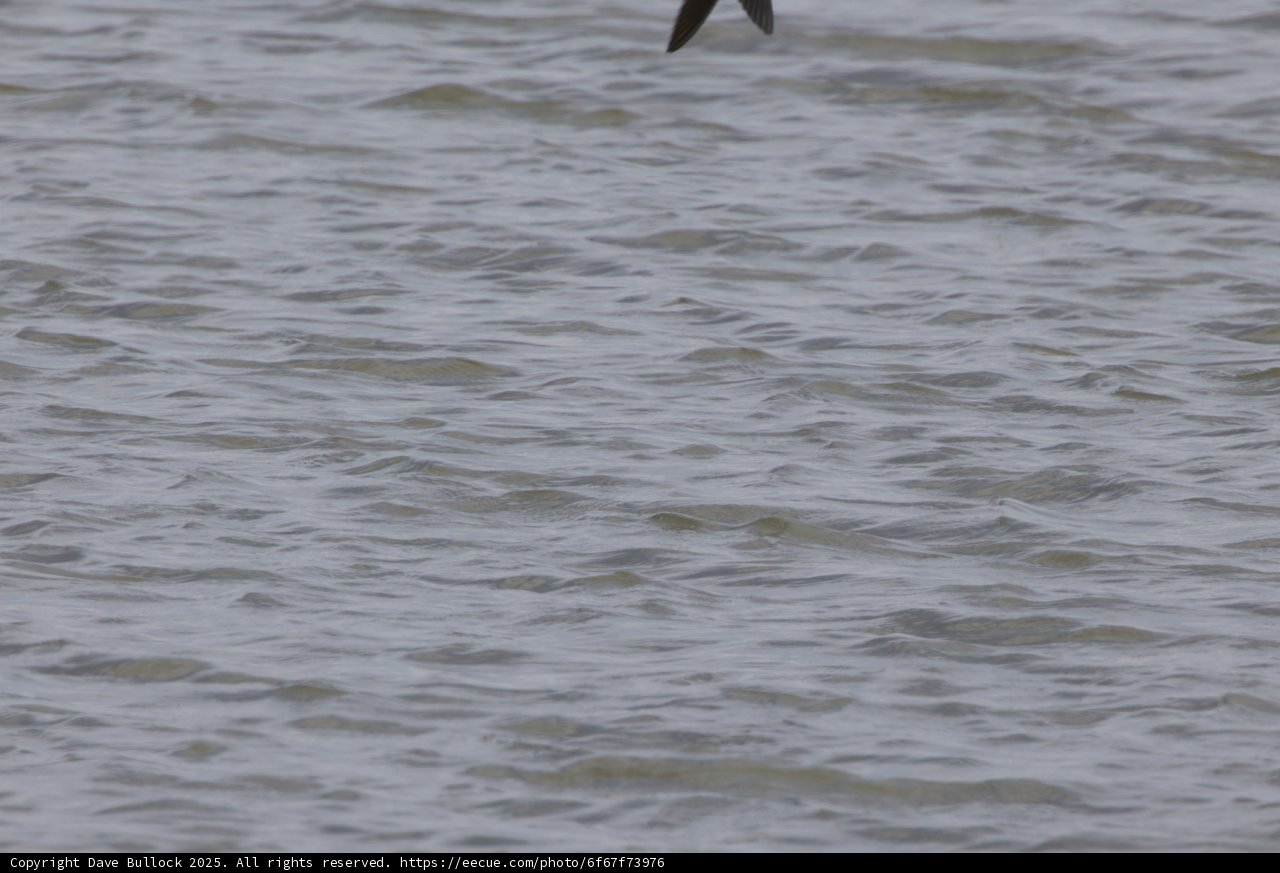 Flying Over Tranquil Waters