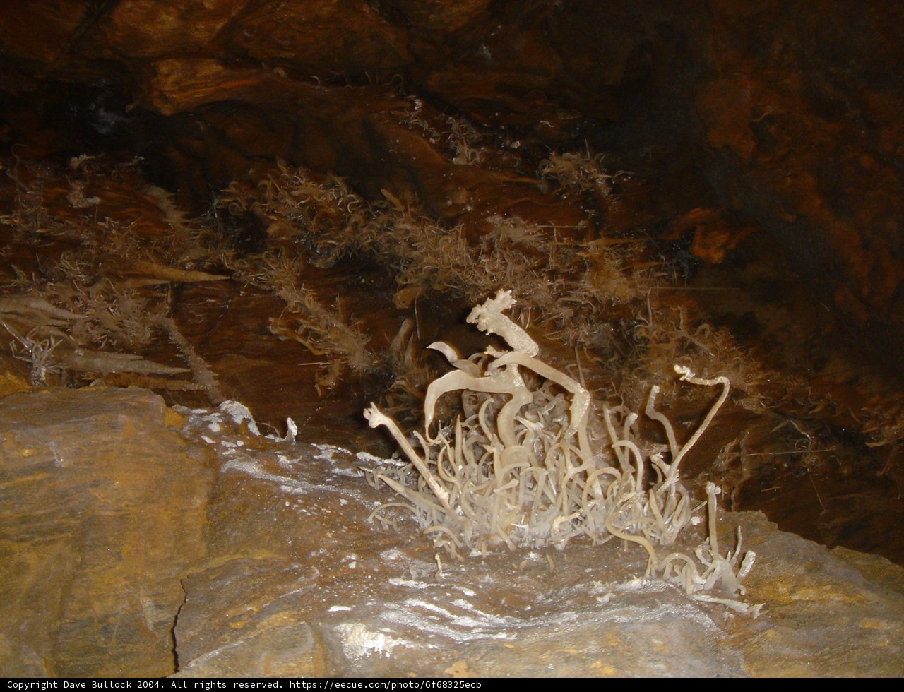 The Unlikely Beauty of Life in the Dark
