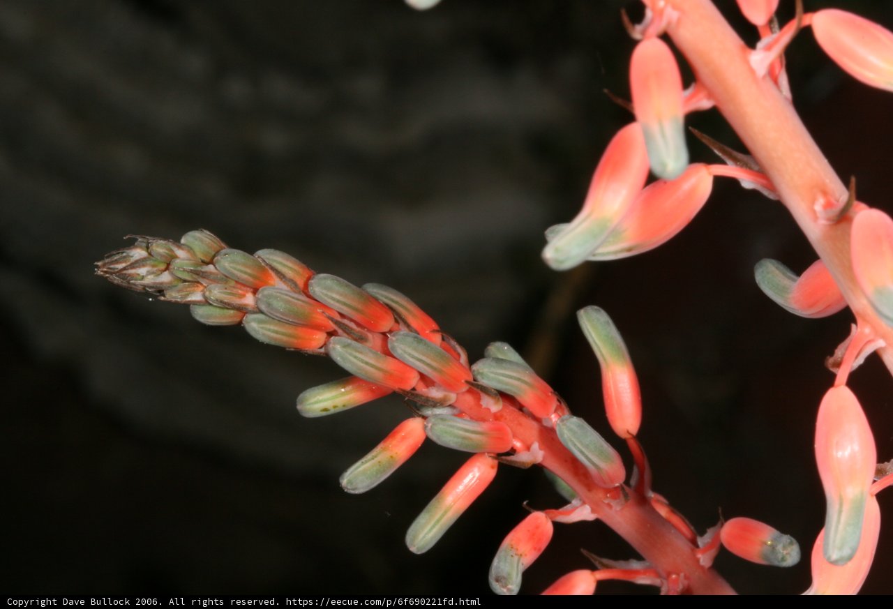 Scarlet Beauty