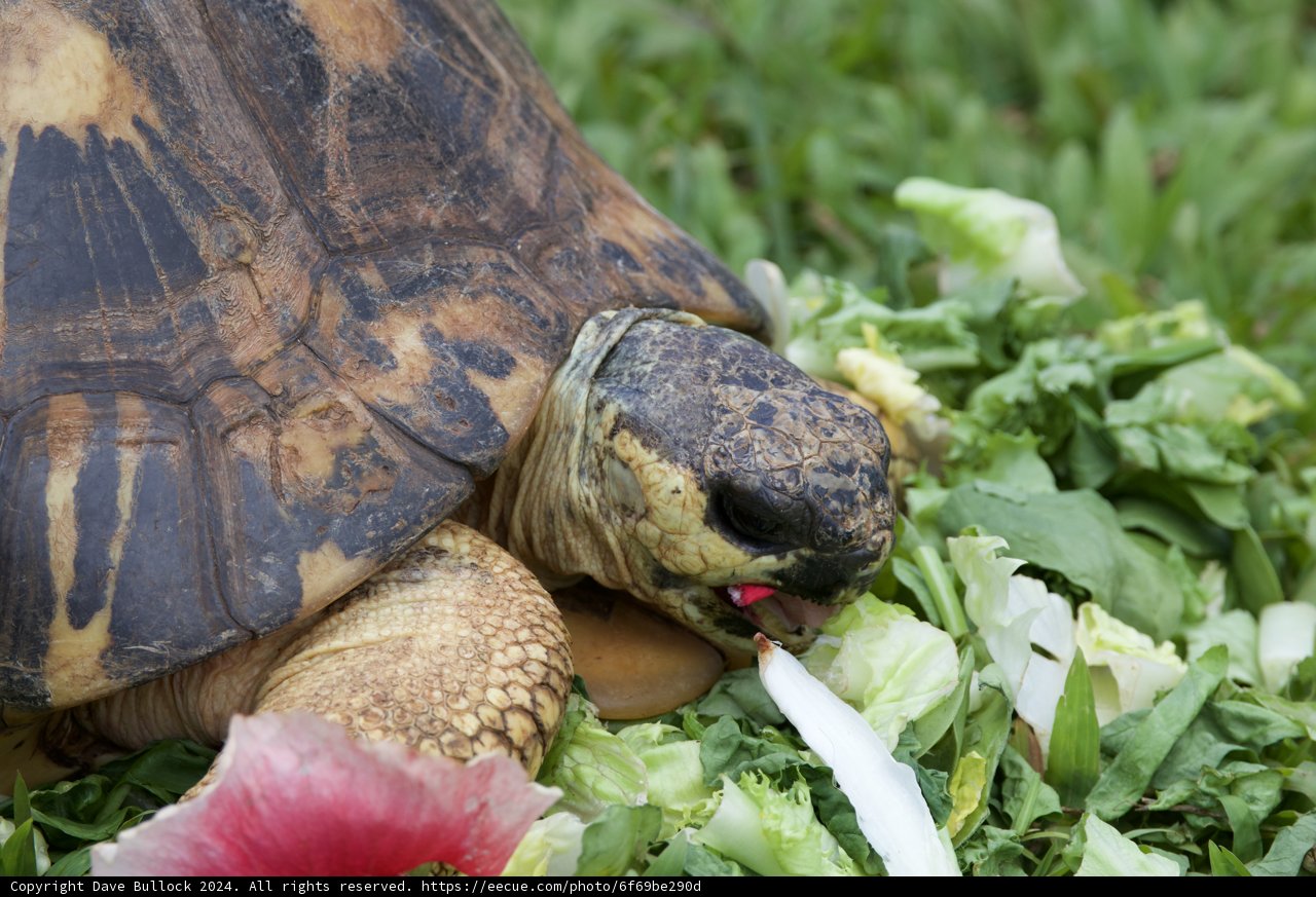 Mealtime Majesty at the Honolulu Zoo
