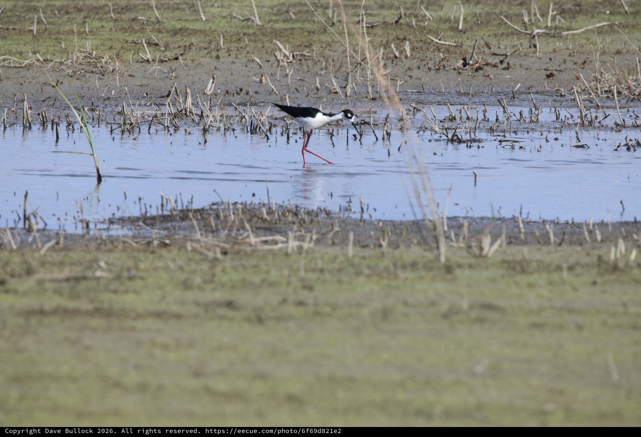 Black-necked Stilt Wading in Flooded Agricultural Field