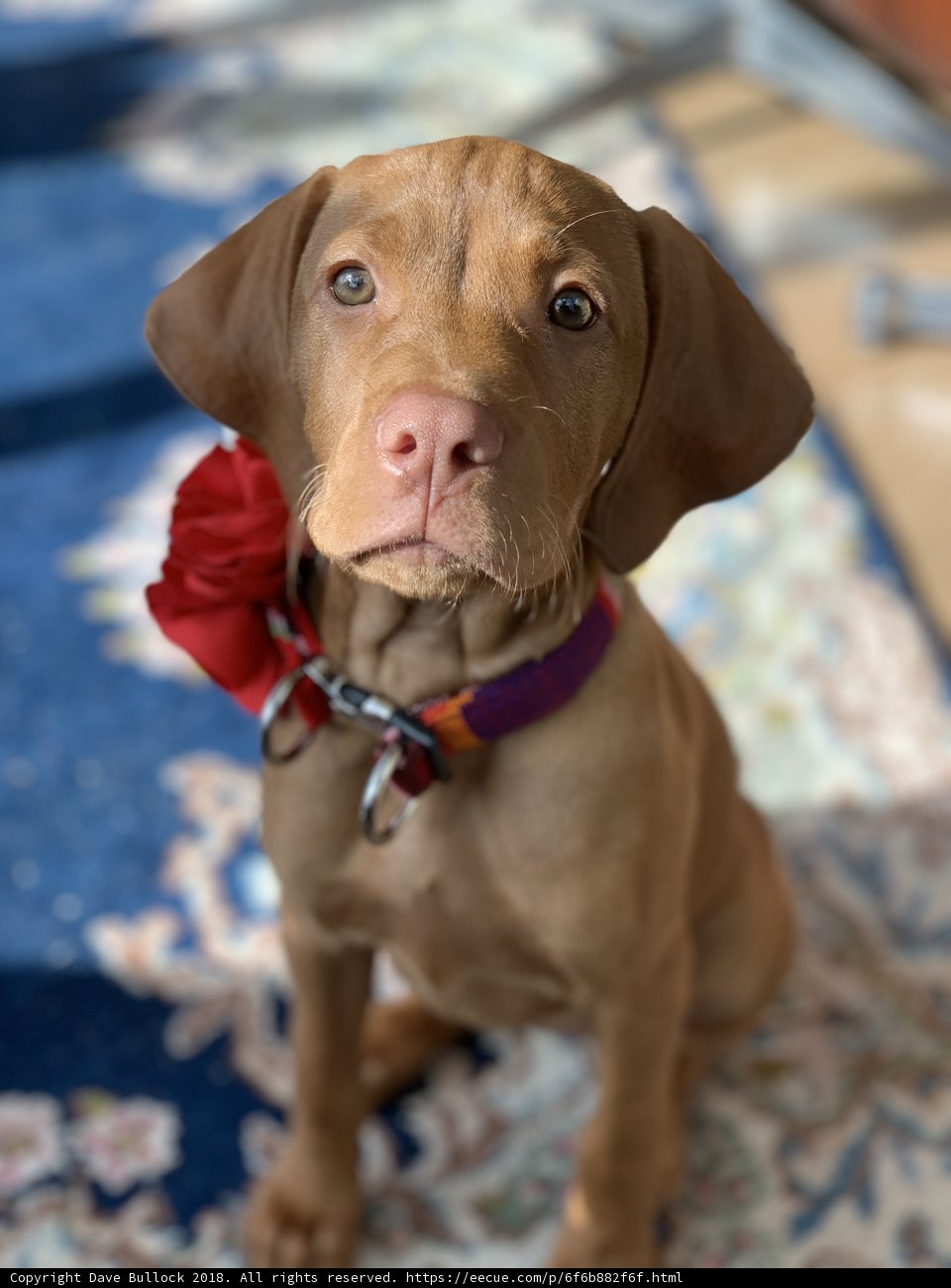 A Canine Fashion Statement