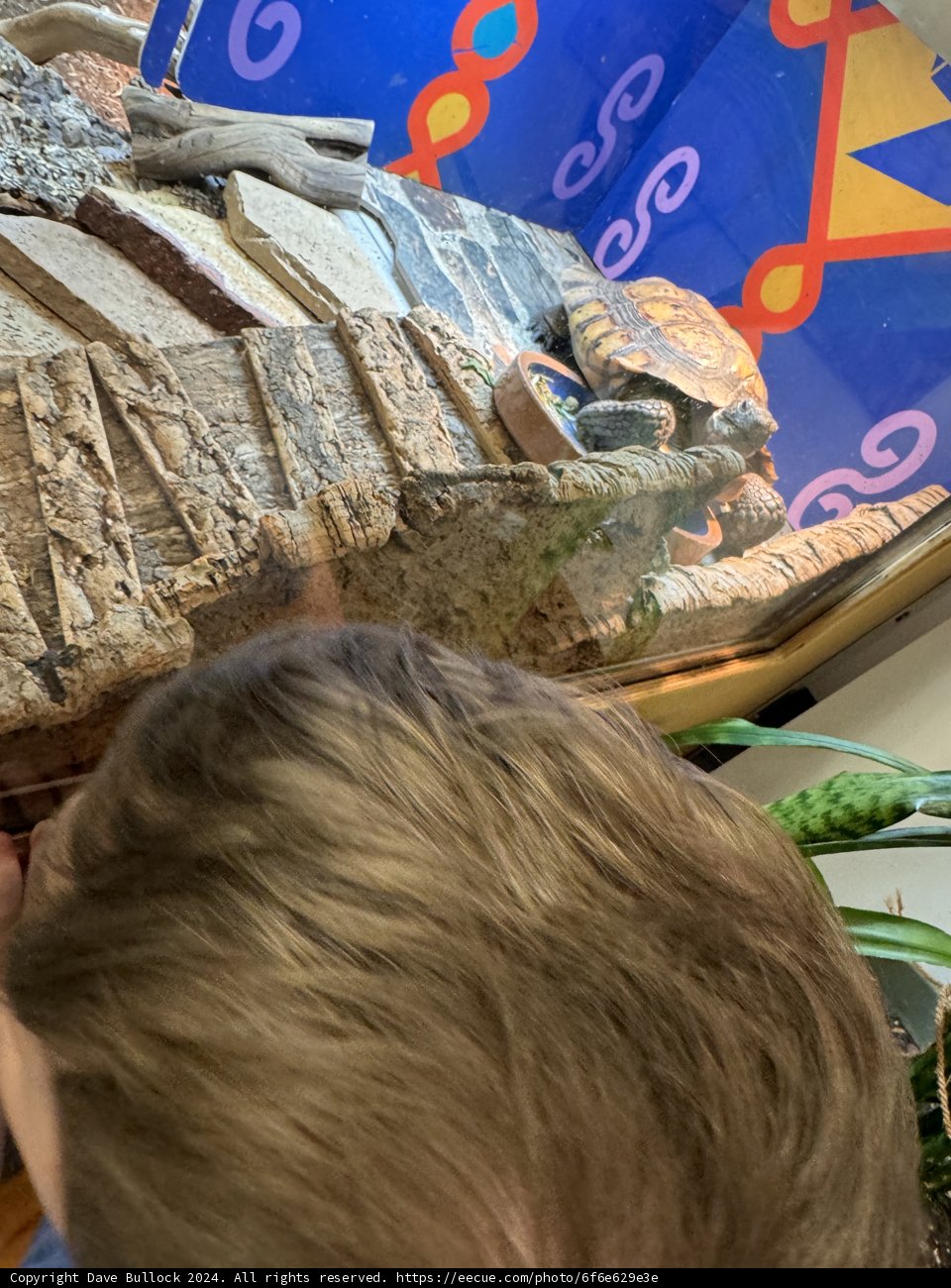 Curiosity at the Reptile Exhibit