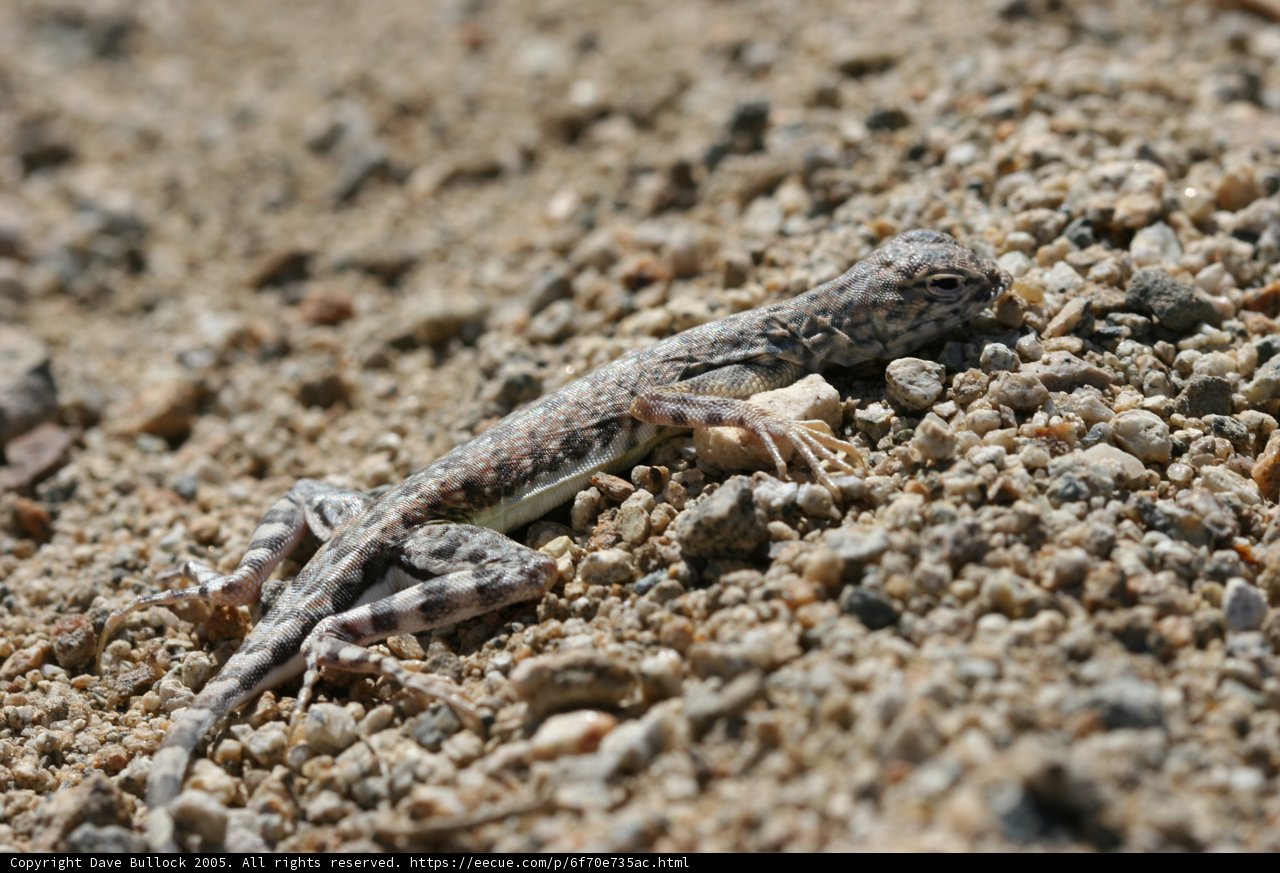 Desert Dweller