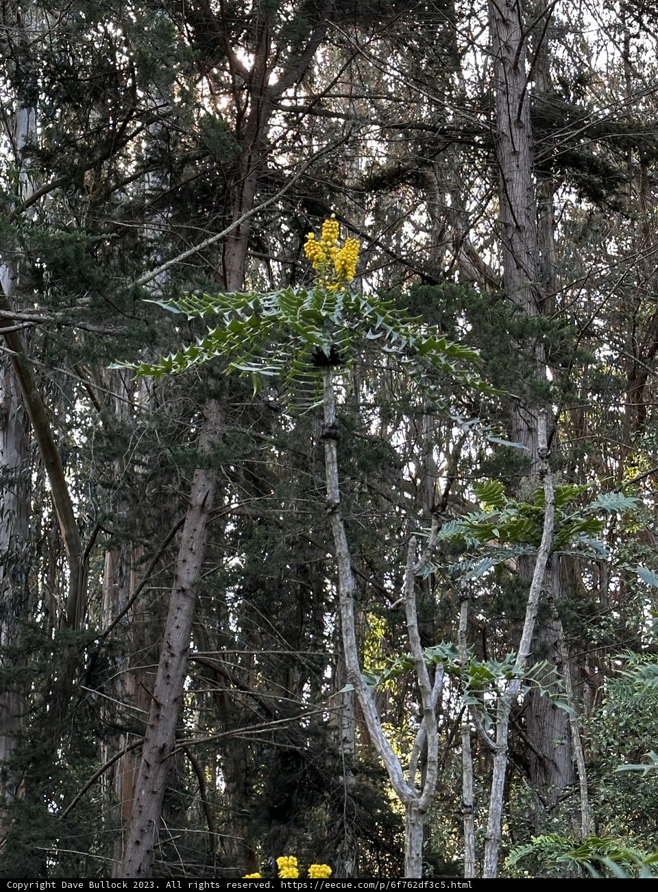 A Splash of Yellow in the Forest
