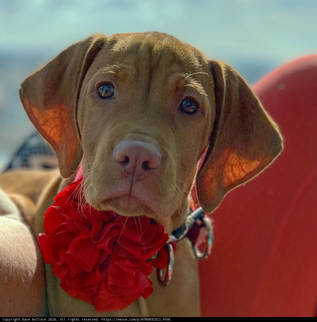 Flower Power Canines