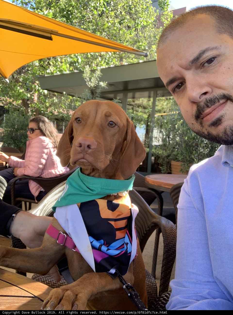 Man and his Vizsla Relaxing