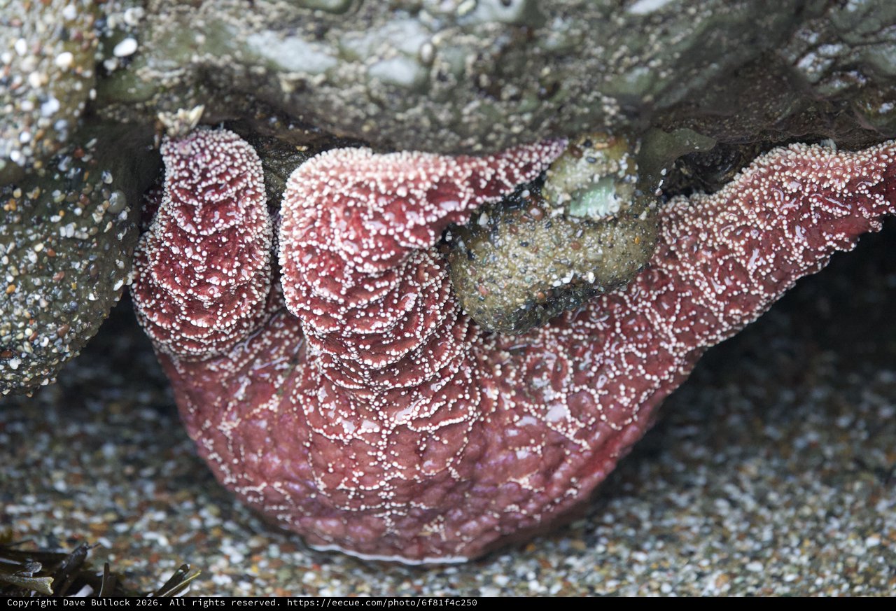 Ochre Sea Star Wedged Between Intertidal Rocks