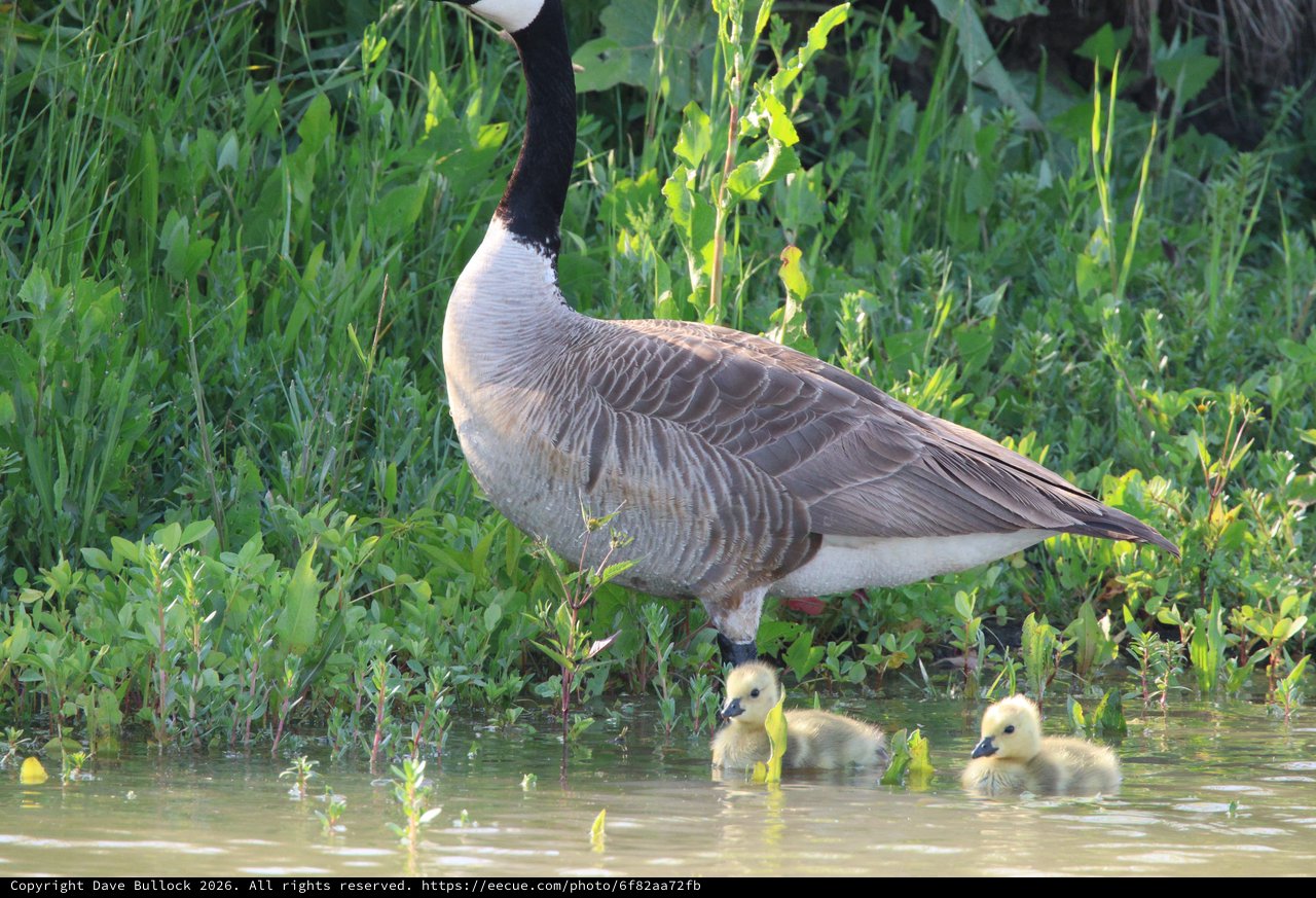 Canada Goose with Goslings at Wetland Edge