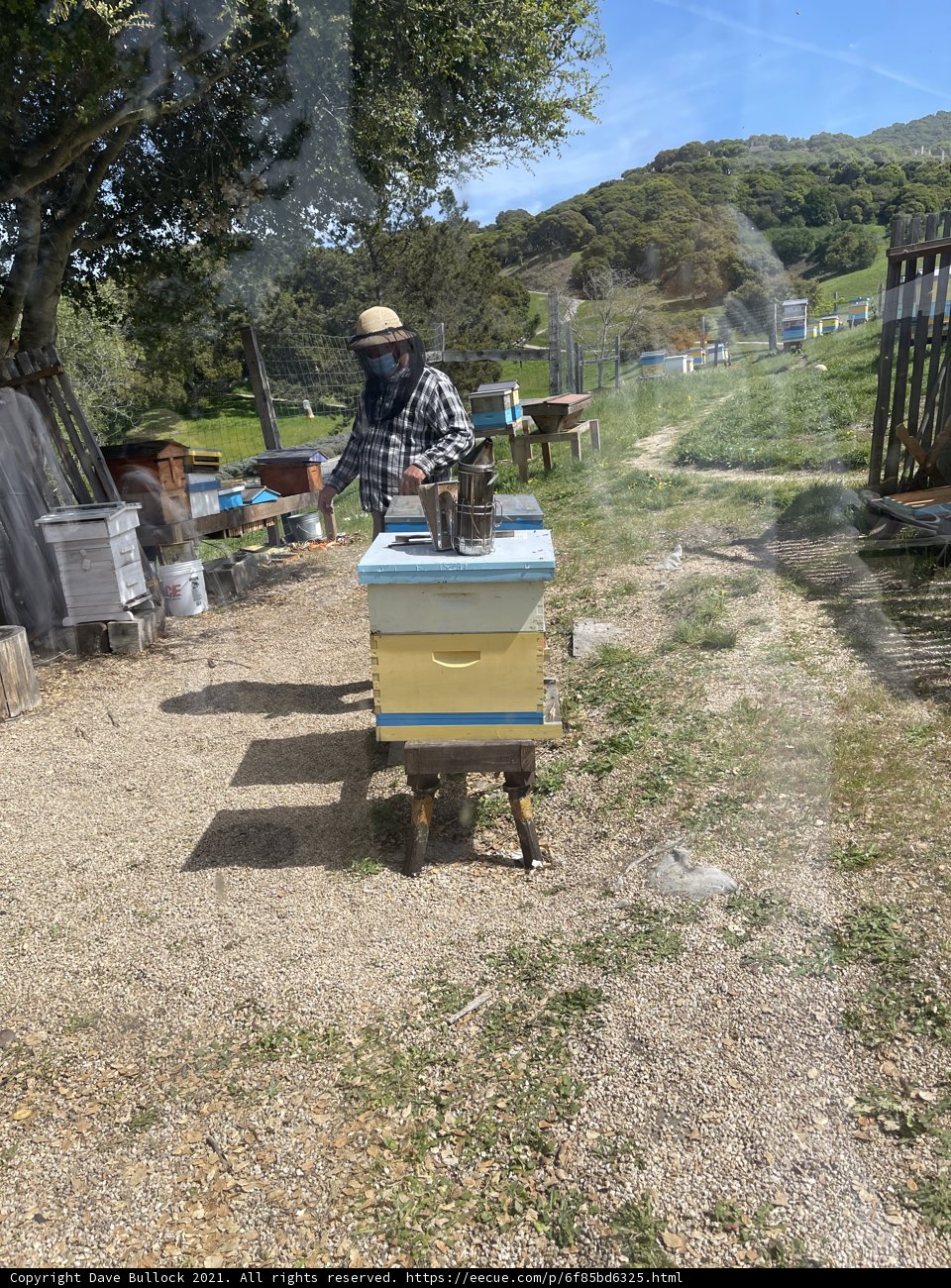Beekeeping in Carmel