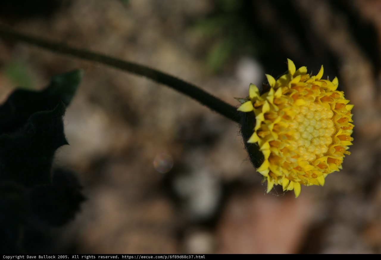 Sunny Yellow Flower