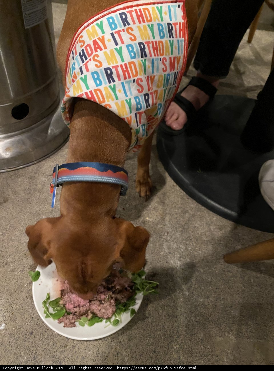 Hungry Hound Devours Herbal Meal