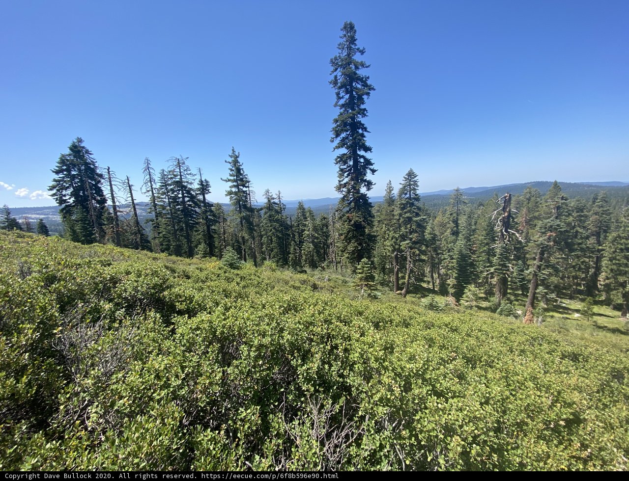 Majestic View of the Evergreens