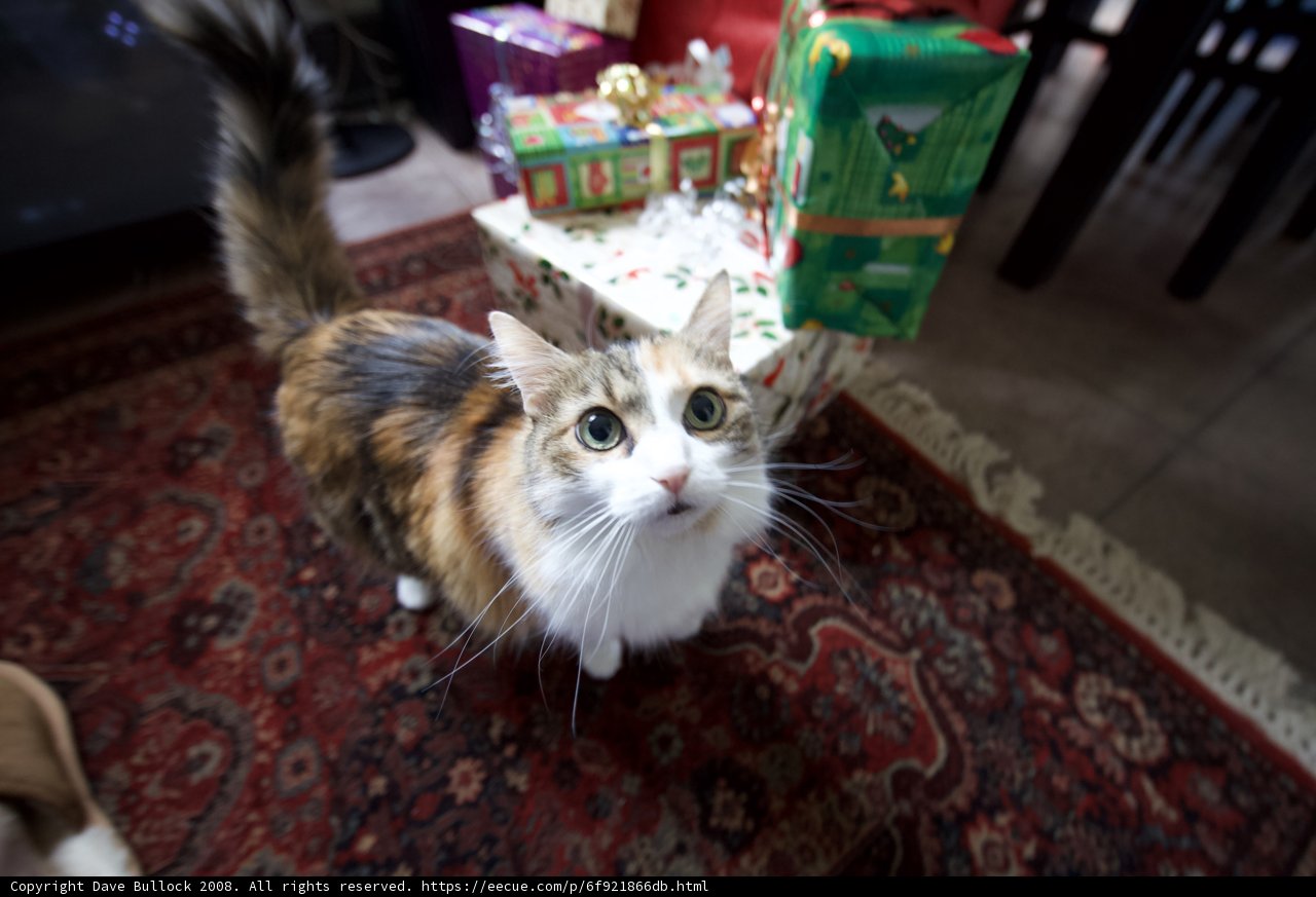 A Feline Christmas