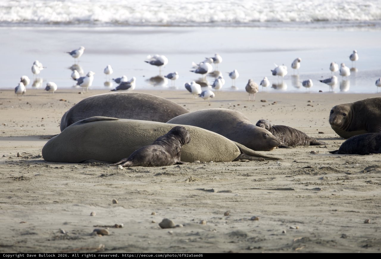 Elephant Seal Colony Resting at Drakes Beach