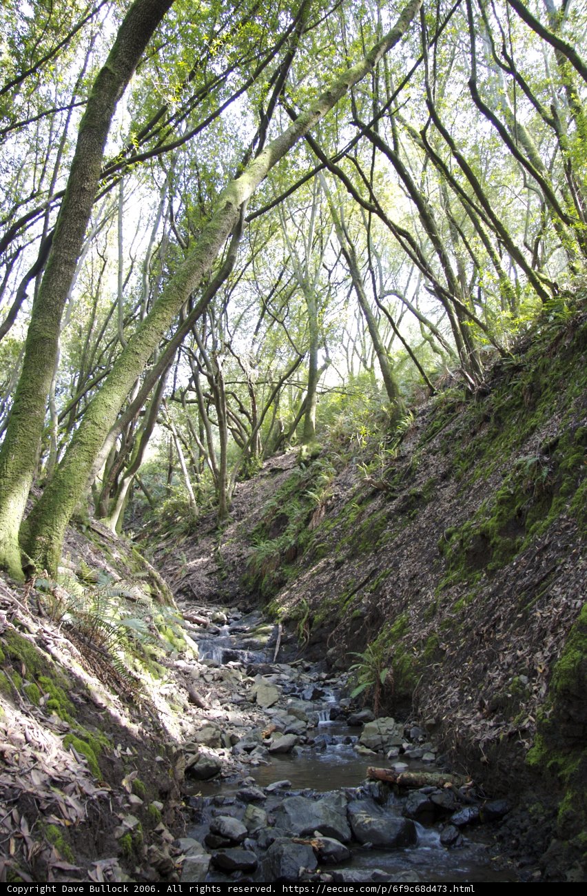 Serene Creek in the Forest