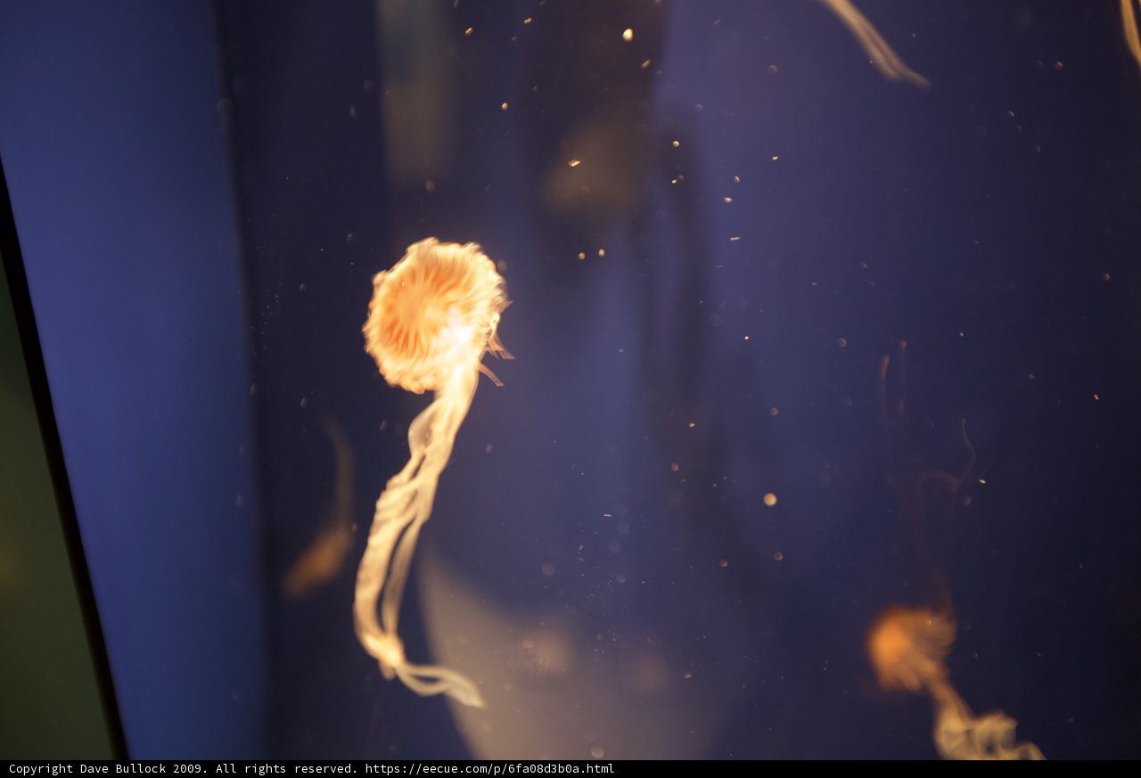 Mesmerizing Jellyfish in their Underwater Realm