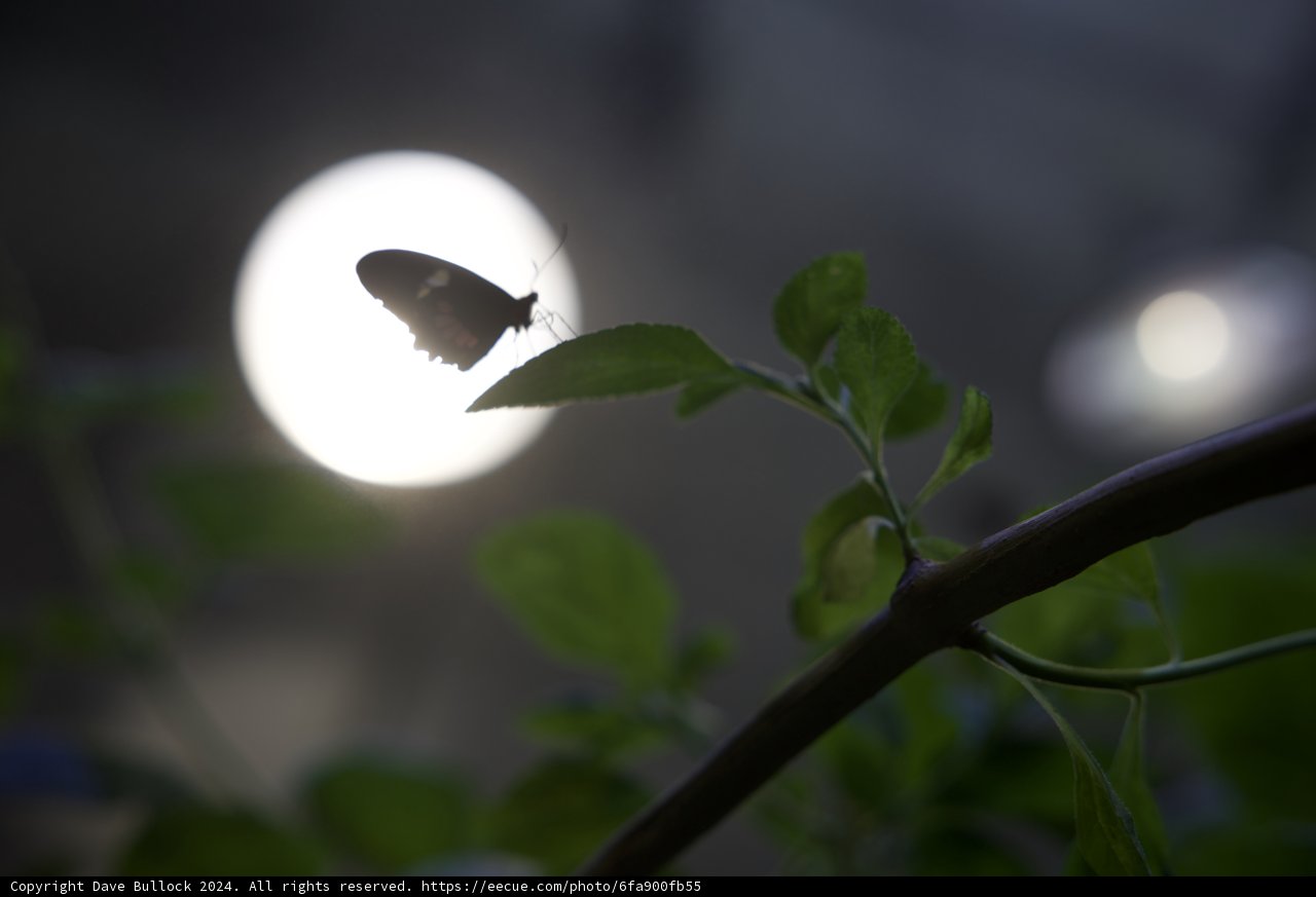 Lunar Radiance: A Butterfly's Twilight Blooming