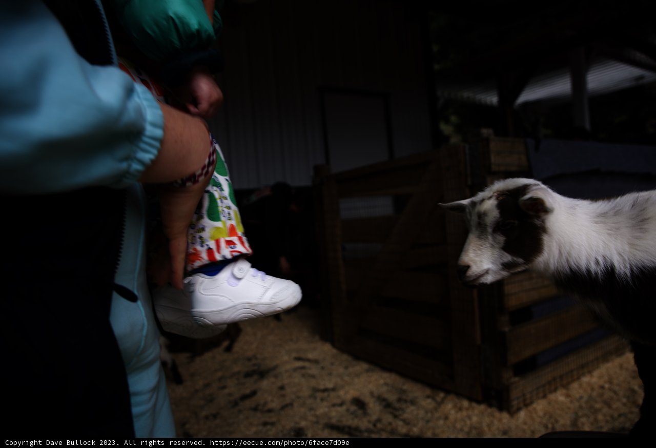The Charming Goat of Half Moon Bay