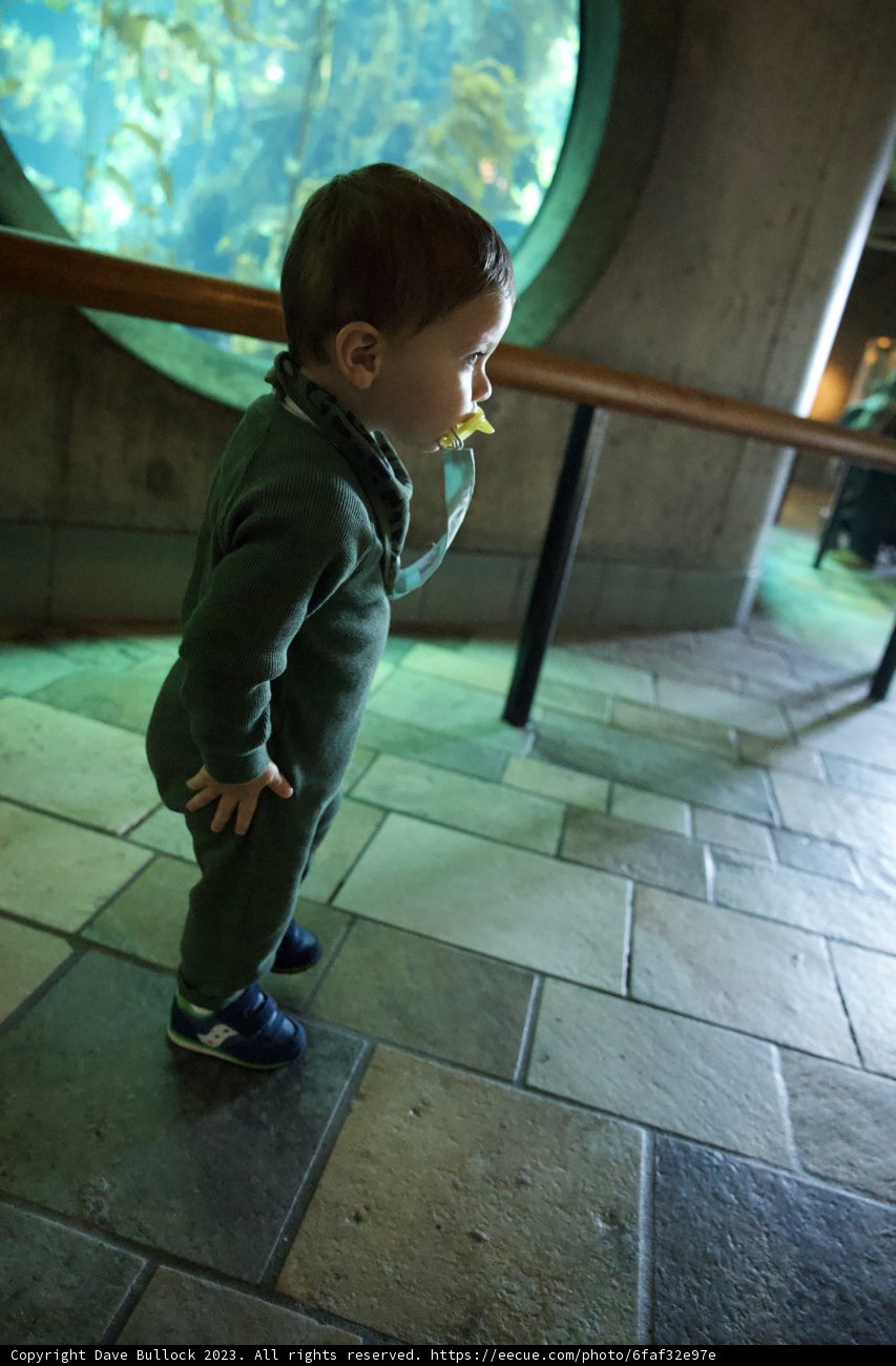A Young Explorer's Adventure at Monterey Bay Aquarium