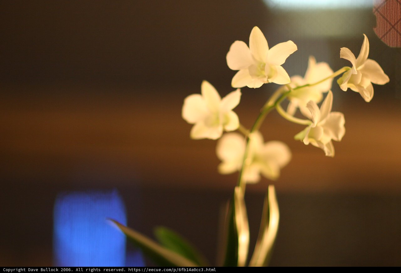 Peaceful Orchids