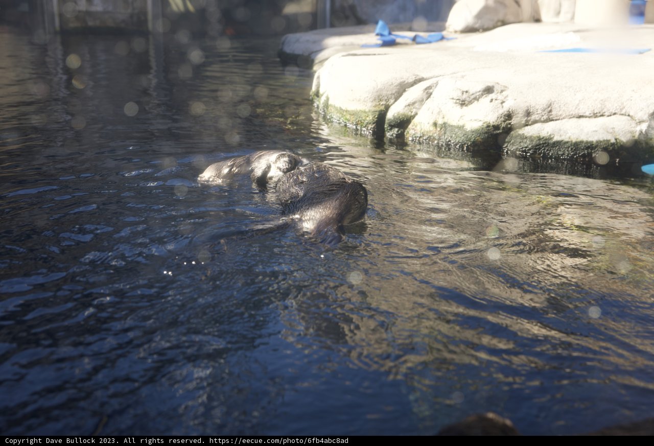 Aquatic Ballet: The Otters of Monterey Bay