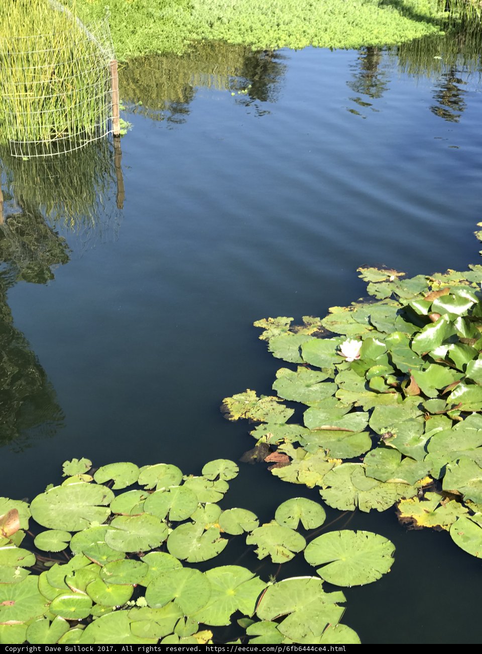 Serenity at the Lily Pond