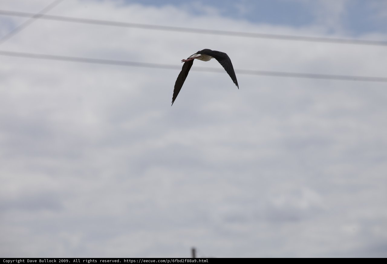 Majestic Flight