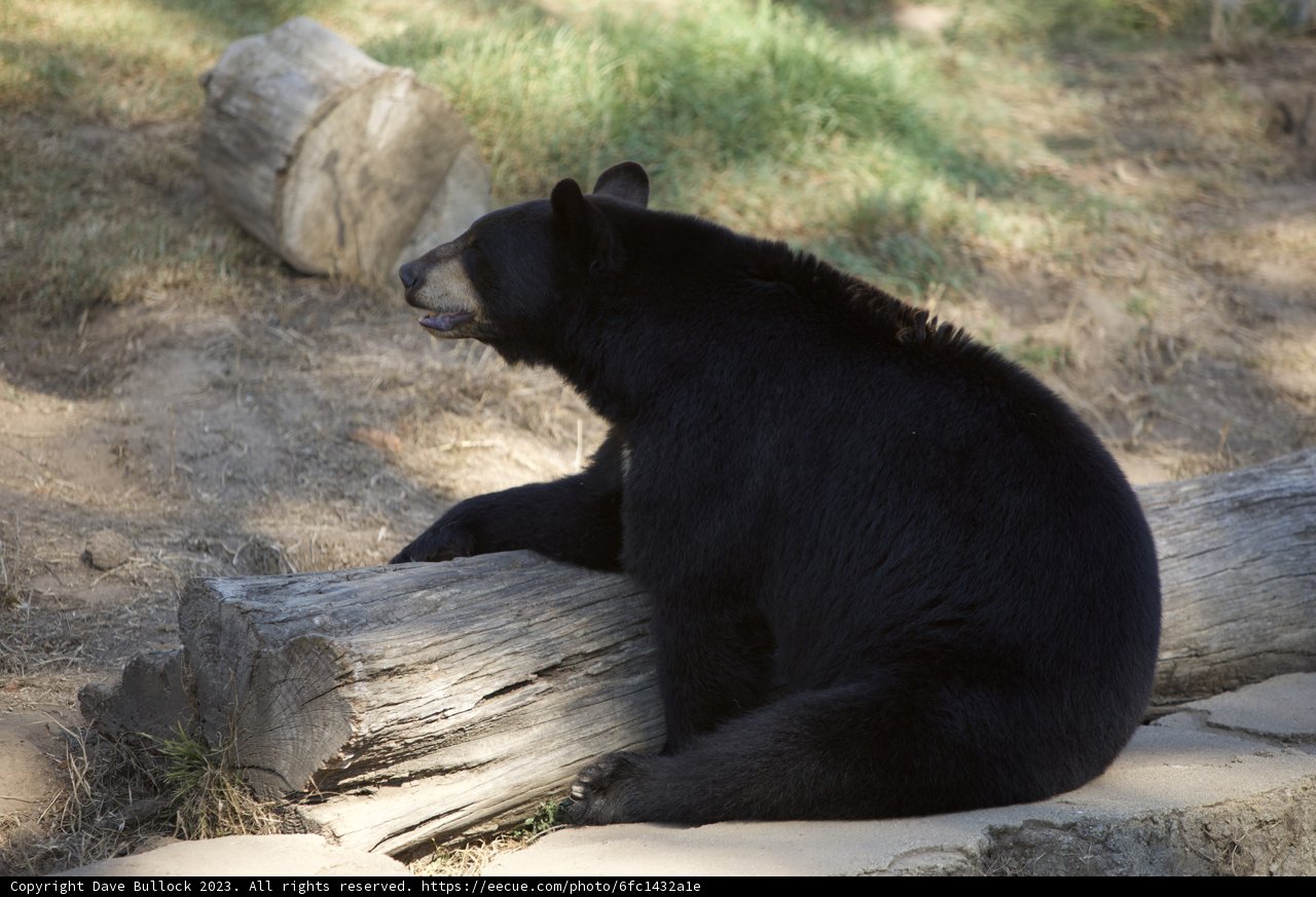 The Chilled Black Bear at SF Zoo