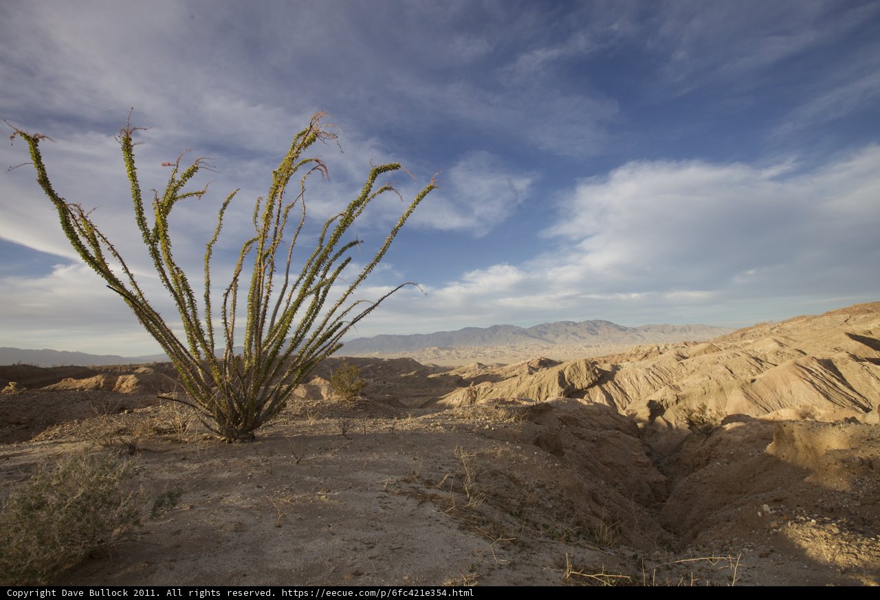 Majestic Cactus in the Desert