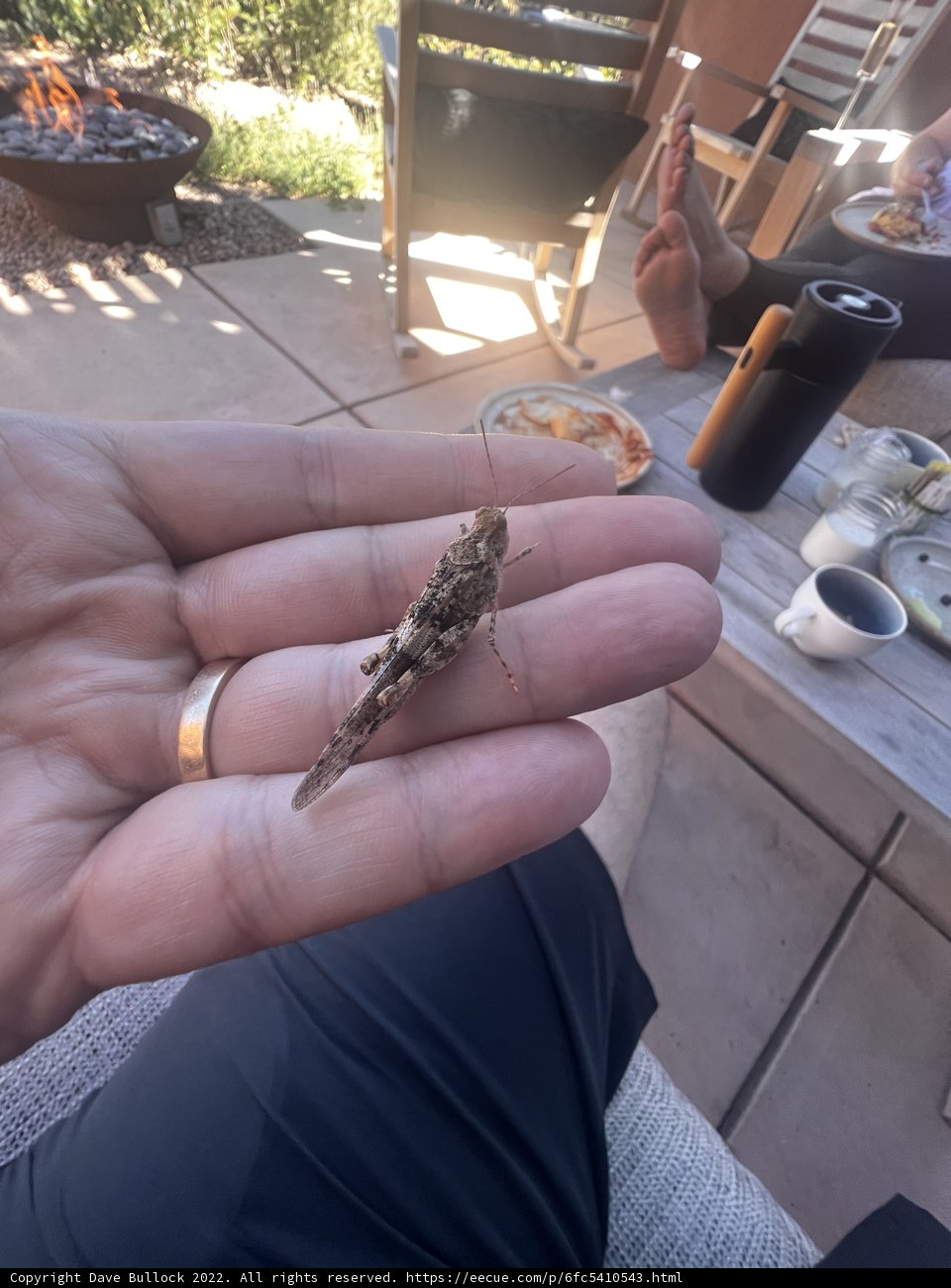 Holding a Tiny Companion