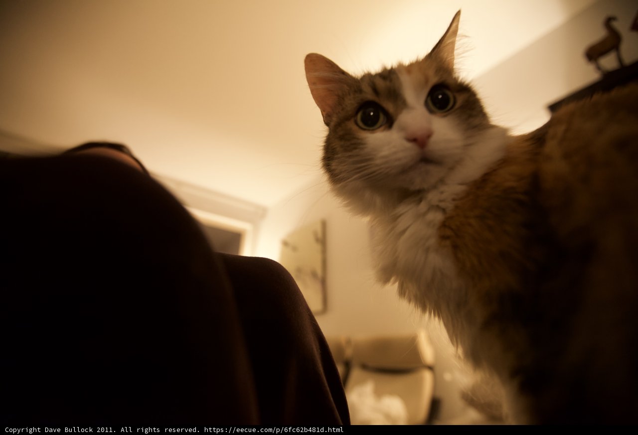 Feline Gaze