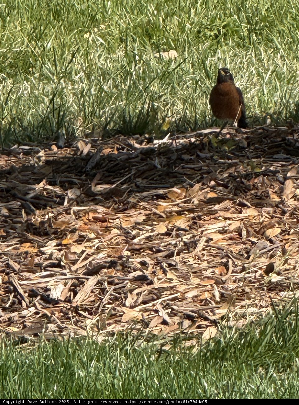 Feathered Friend in the Park