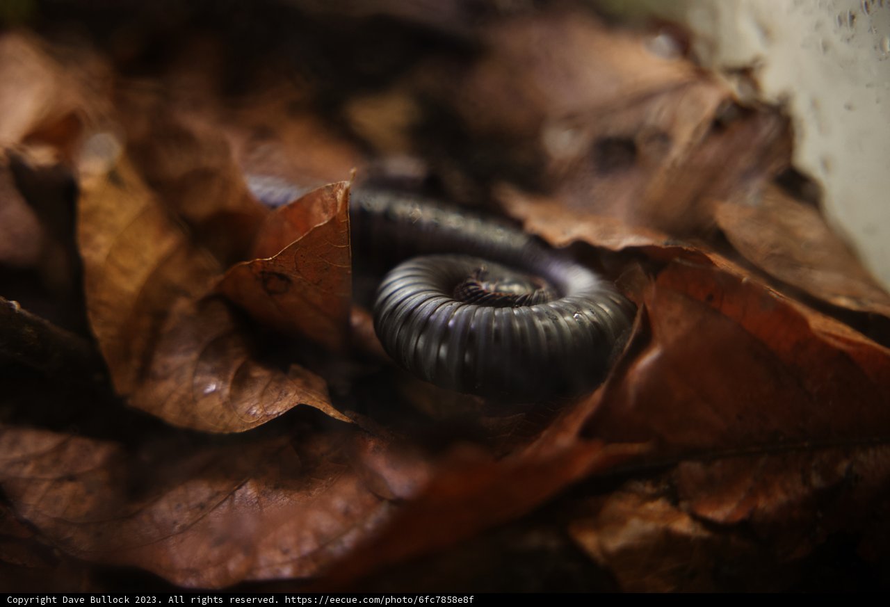 Millipede Magic: A Spiral Encounter
