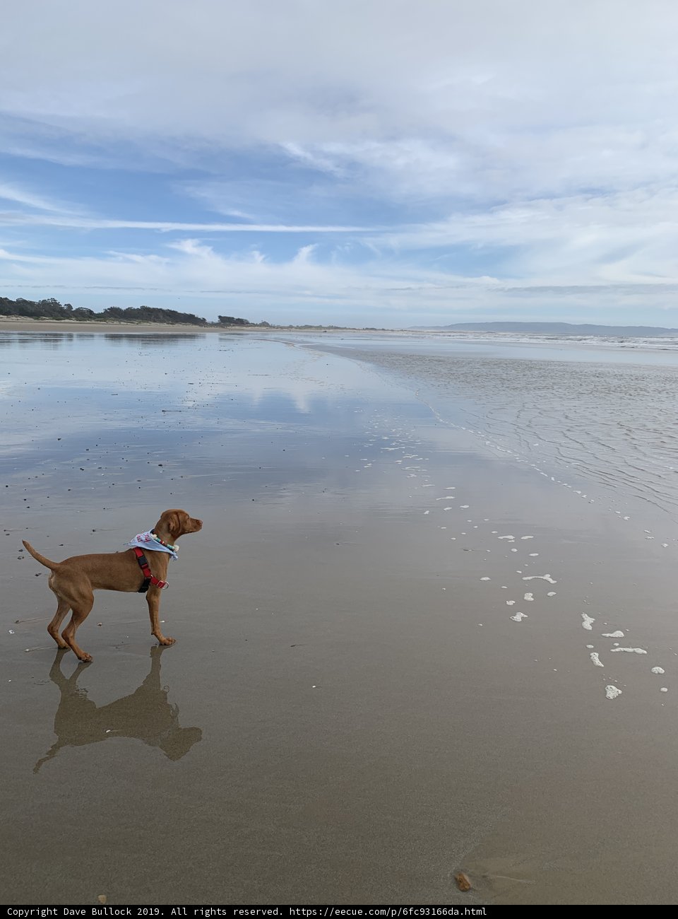 A Canine's Day Out