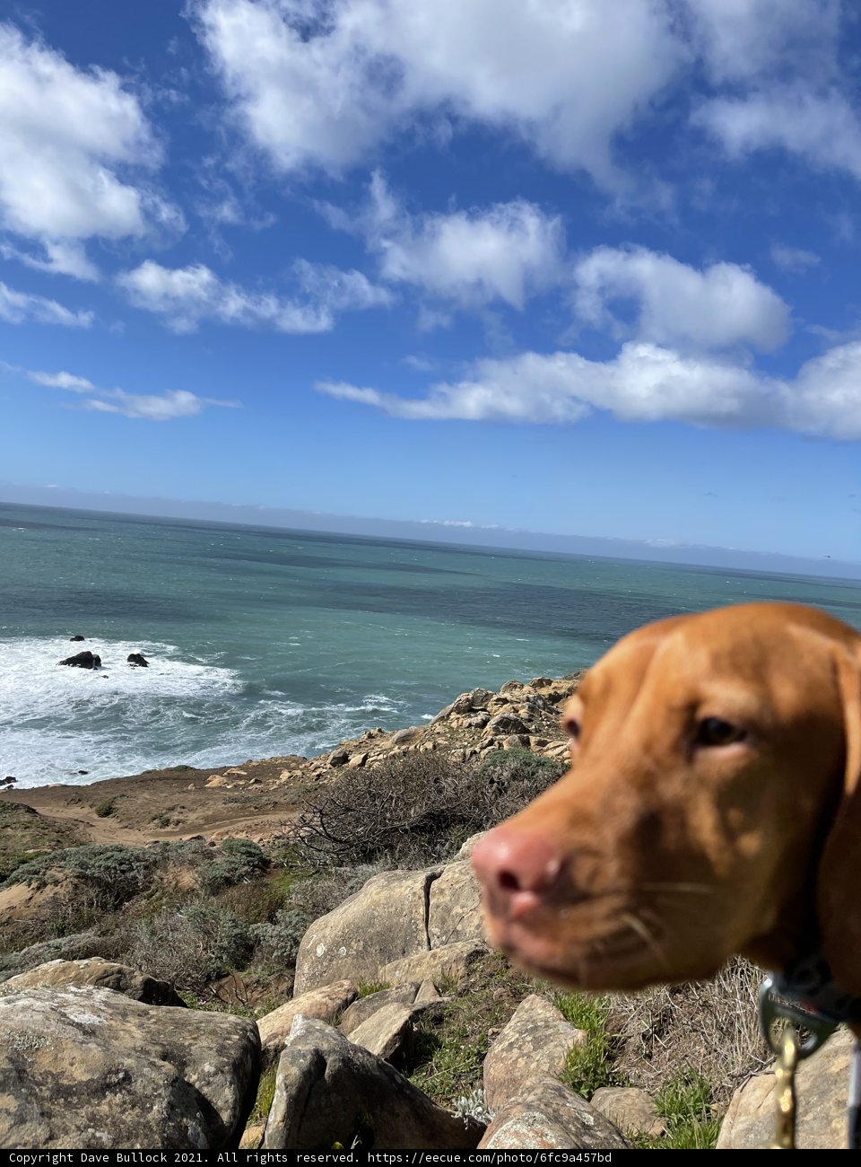 Contemplating the Coastal Splendor