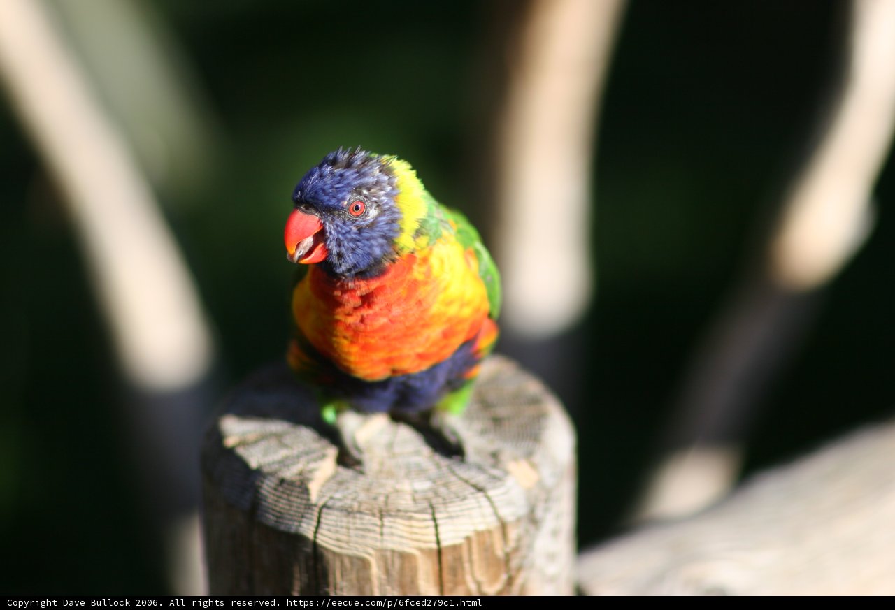 Vibrant Parakeet Perches on Post