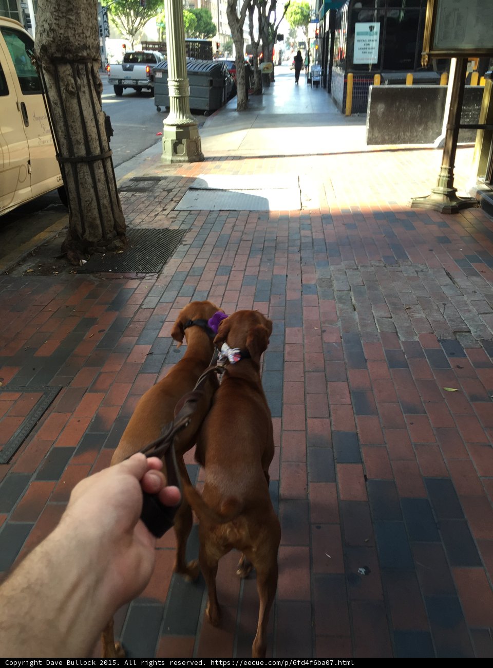 Canine Companions on a Los Angeles Walkway