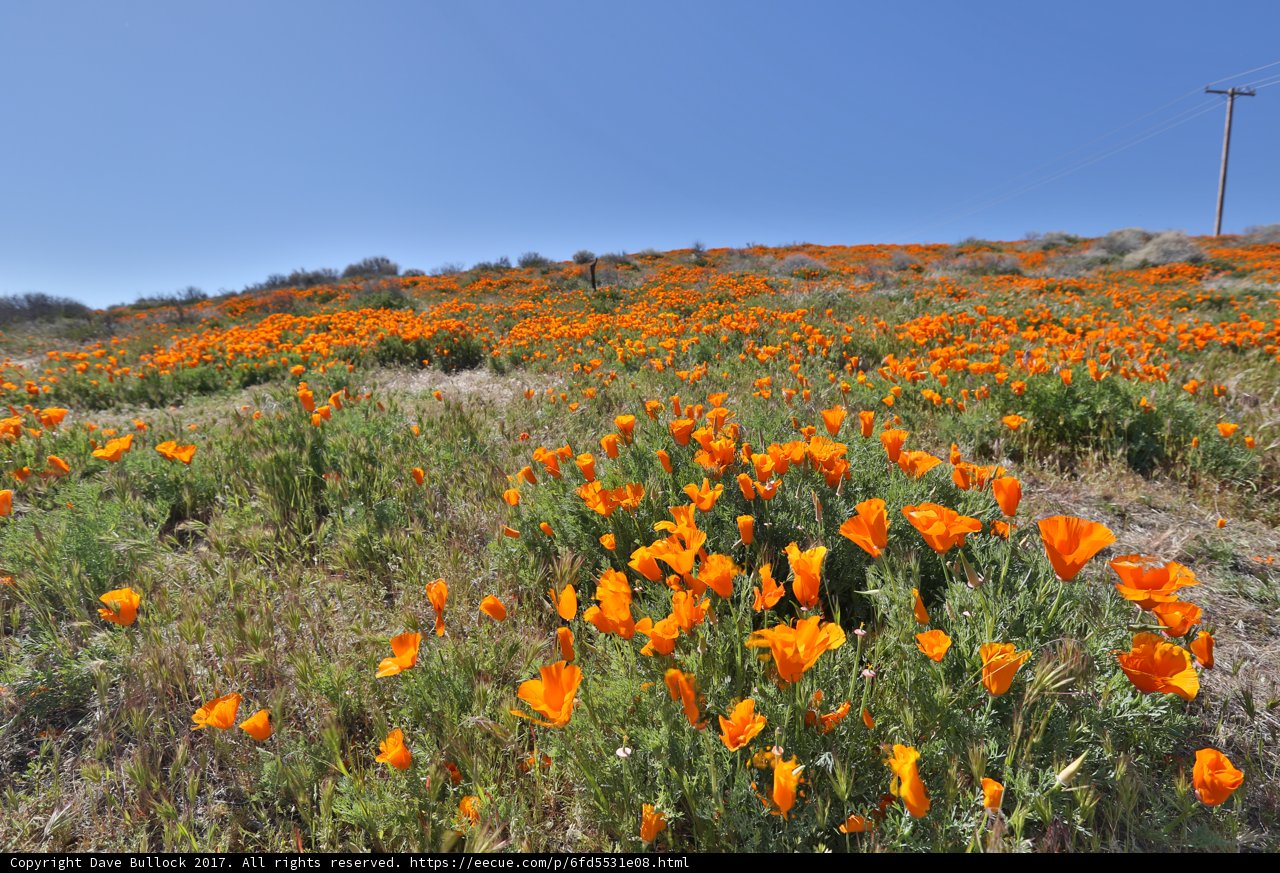 A Burst of Orange in the Mojave Desert